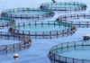 ΕΛΣΤΑΤ: Αυξήθηκε 2,8% η παραγωγή εκτρεφόμενων ειδών υδατοκαλλιέργειας το 2019