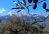 Στήριξη 126 εκατ. ευρώ στον κλάδο της ελαιοκομίας λόγω της πανδημίας