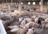 Βρετανία: Φόβοι για μαζική σφαγή έως και 150 χιλιάδων χοίρων λόγων έλλειψης εργαζομένων