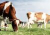Λιγότεροι κατά 11% οι κτηνοτρόφοι που παρέδωσαν αγελαδινό γάλα το 10μηνο